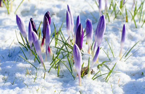 Crypto Spring Has Begun in the Face of Mass Skepticism