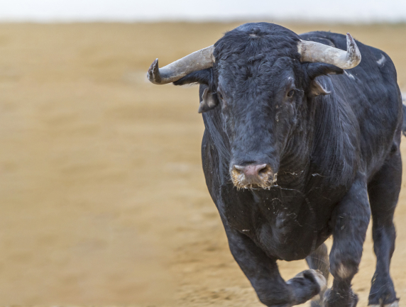 The Old Bull Has Life in It Yet; Stocks Stage Big Comeback