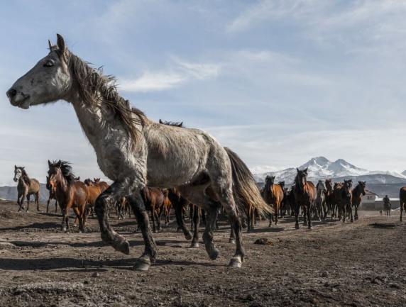 2020 Could Be the Year “Animal Spirits” Return to Equities