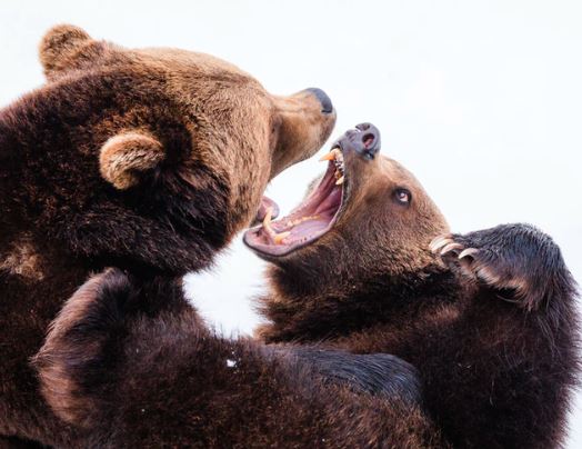 Bears Fight Back and Stocks fall 5%; Rally Trend Unbroken
